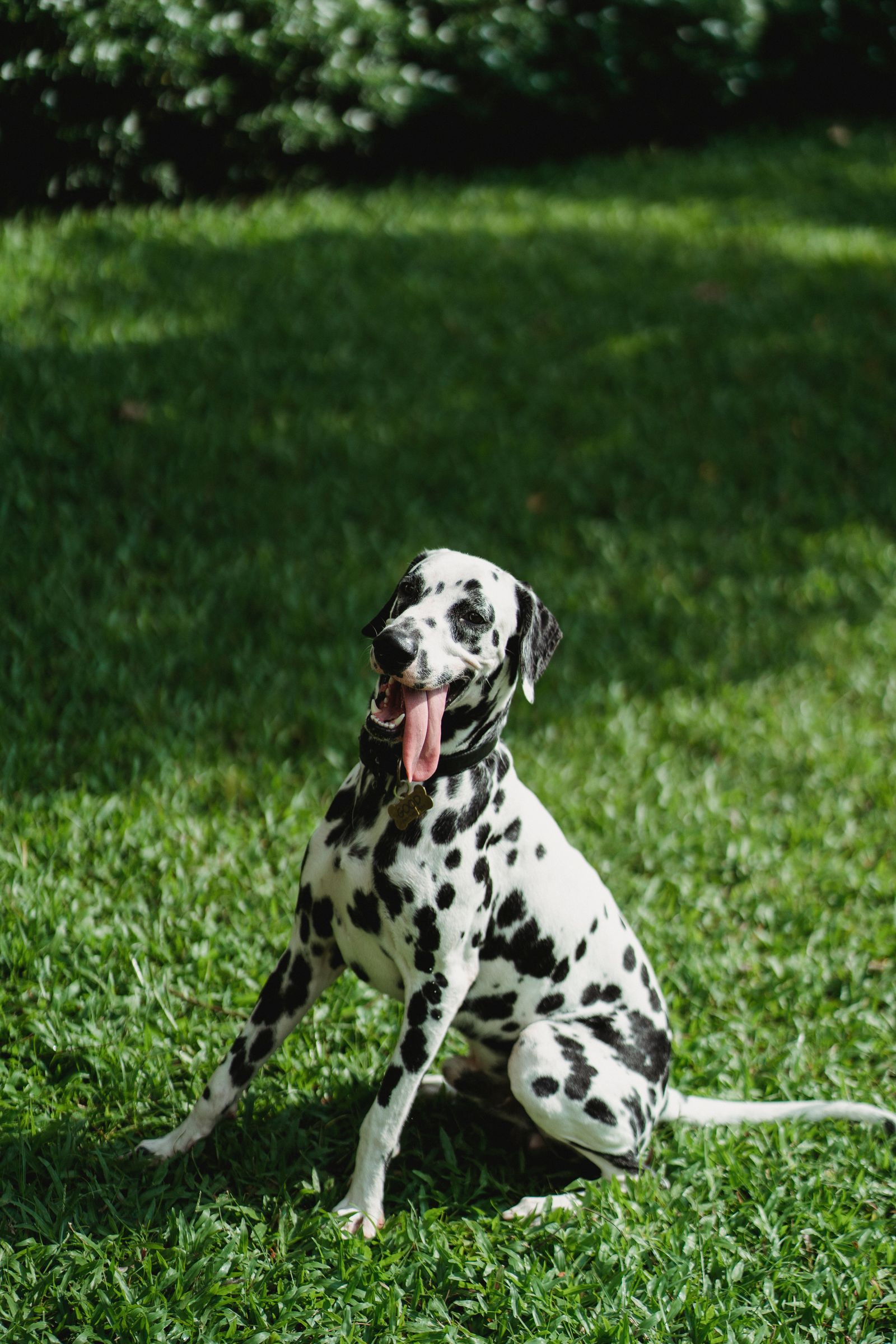 A happy Dalmatian sitting attentively on a sunlit lawn